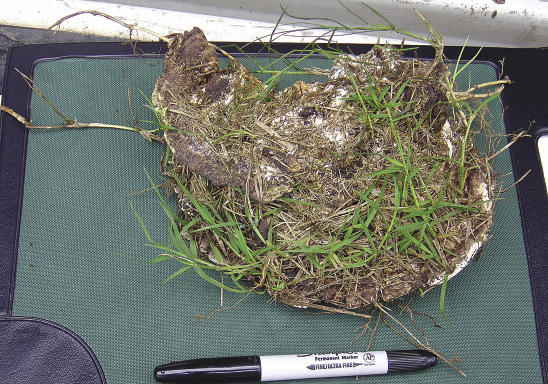 A clod of dirt with white fungus growing on it.
